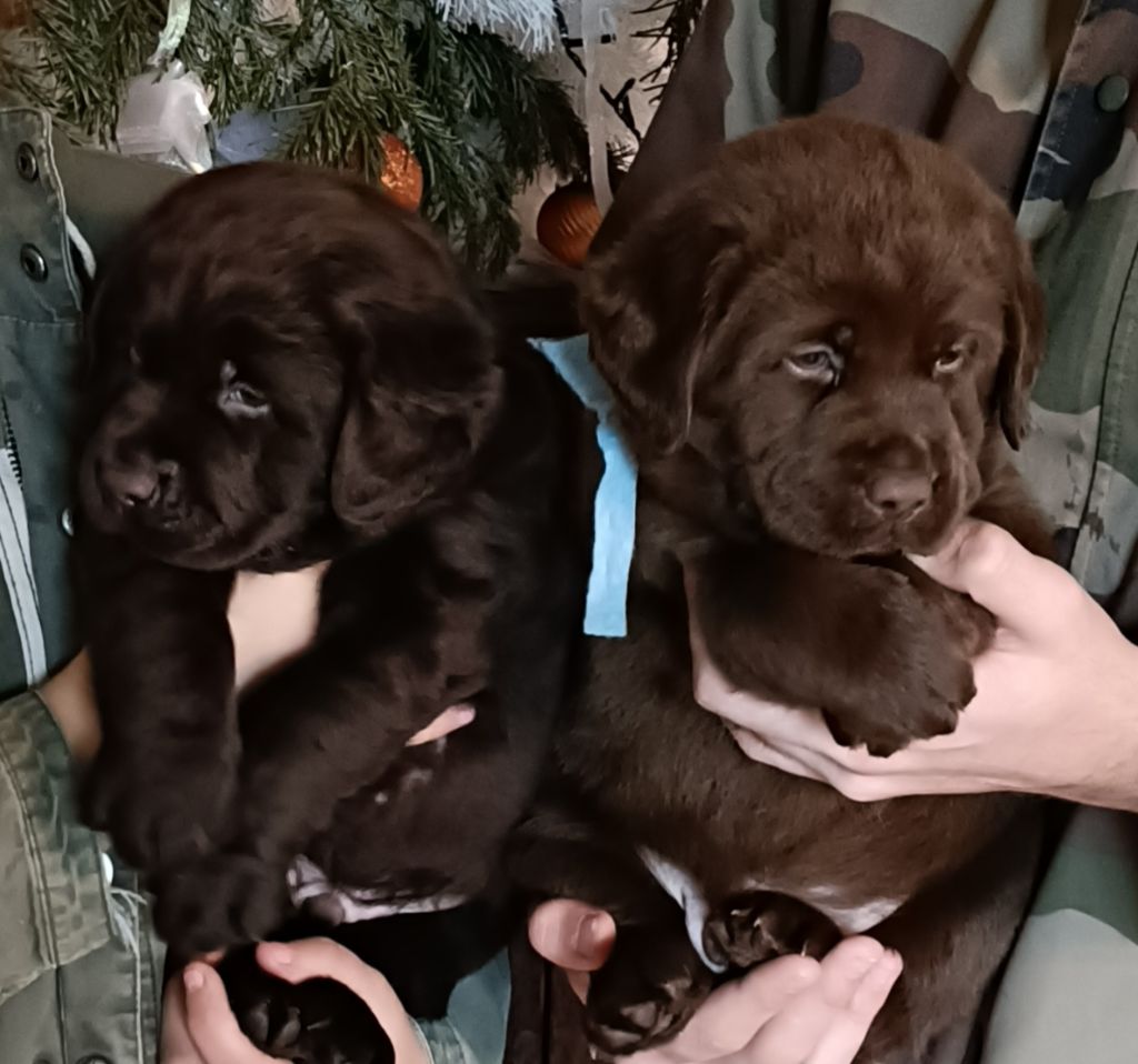 chiot Labrador Retriever du pré de l'égvonne