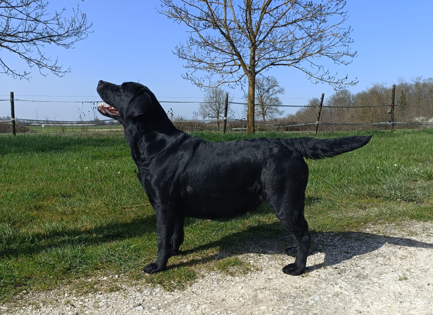 Sang d'ebene du pré de l'égvonne