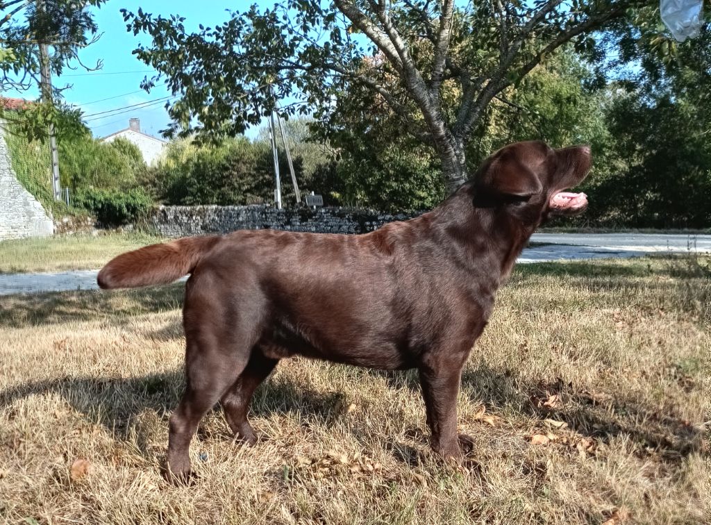 I'm a joker prioritet at labry berry