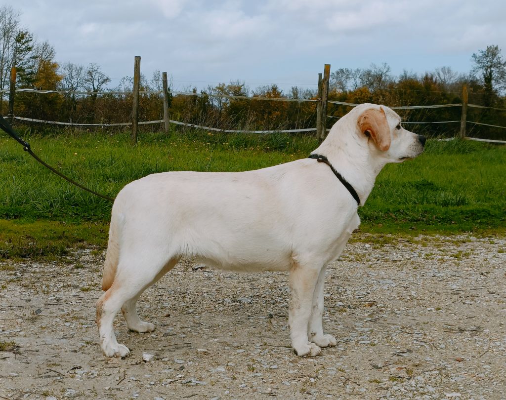 Angele De Silver Swann