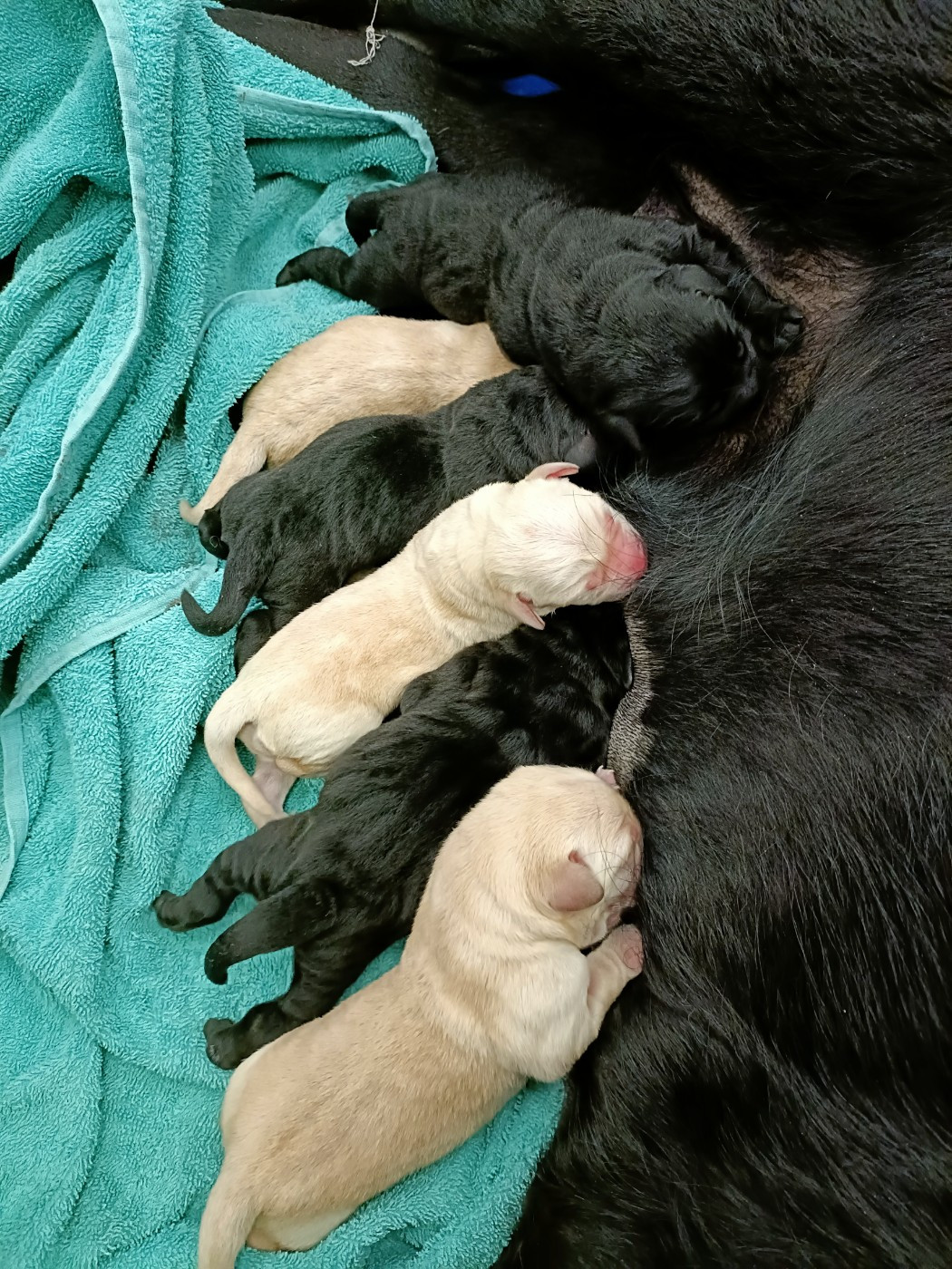 Les bébés noirs et sables sont là!!!!