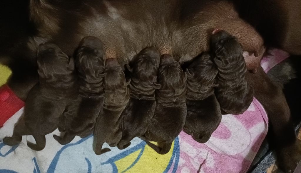 du pré de l'égvonne - Ils sont nês....