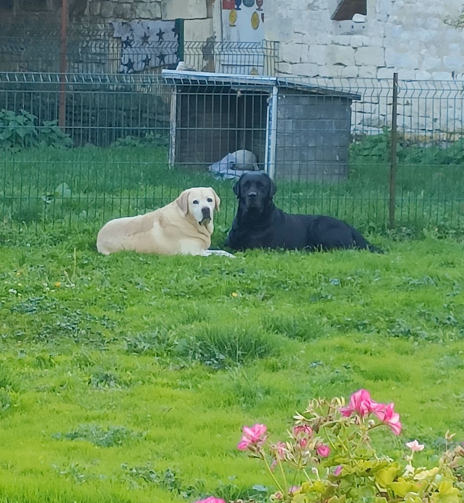 du pré de l'égvonne - Naissance de chiot sables et noirs pour Novembre
