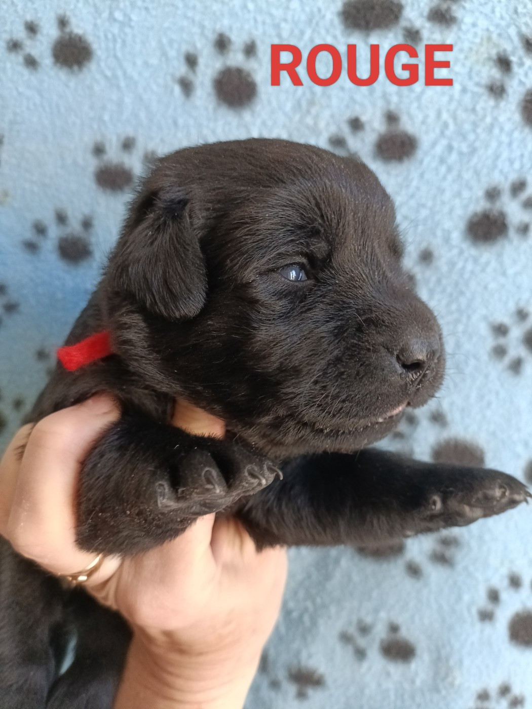 du pré de l'égvonne - Chiots disponibles - Labrador Retriever