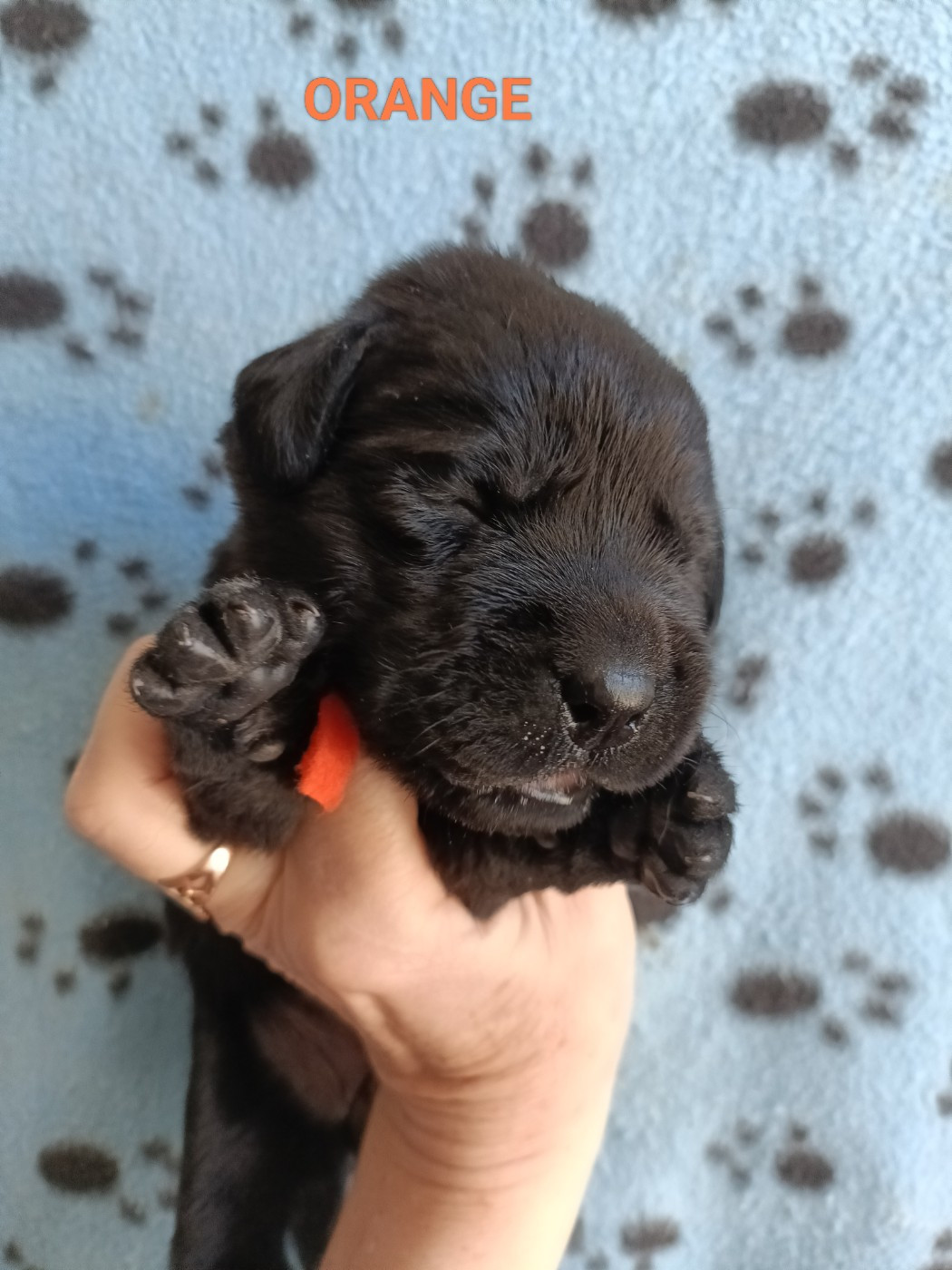du pré de l'égvonne - Chiots disponibles - Labrador Retriever