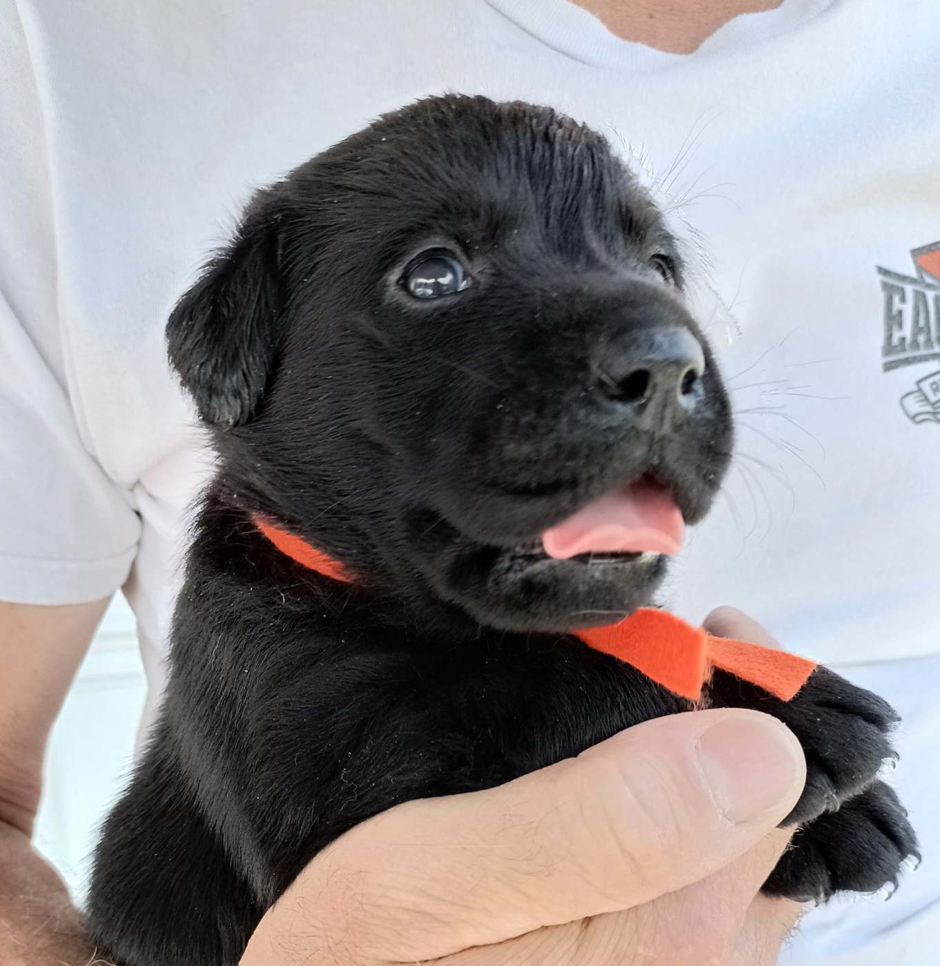 du pré de l'égvonne - Labrador Retriever - Portée née le 12/04/2026