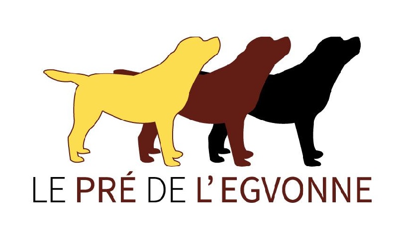 Chiot Labrador Retriever du pré de l'égvonne
