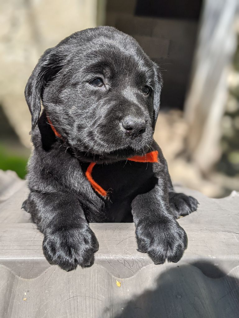 Chiot Labrador Retriever du pré de l'égvonne