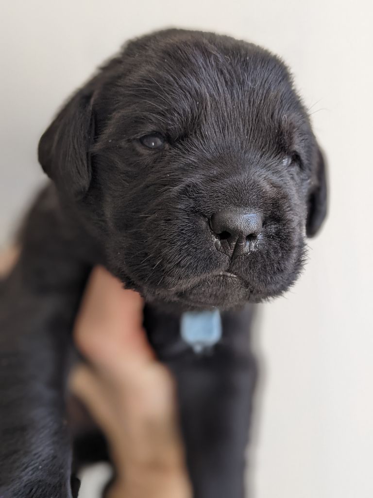 du pré de l'égvonne - Chiots disponibles - Labrador Retriever