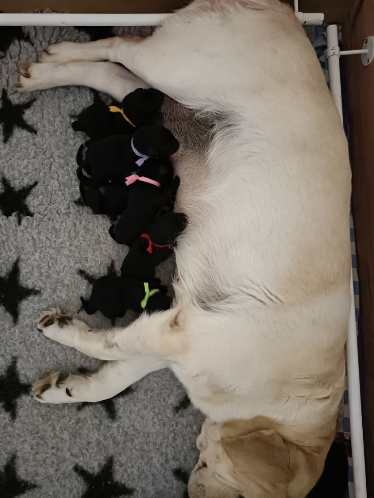 du pré de l'égvonne - Chiots disponibles - Labrador Retriever