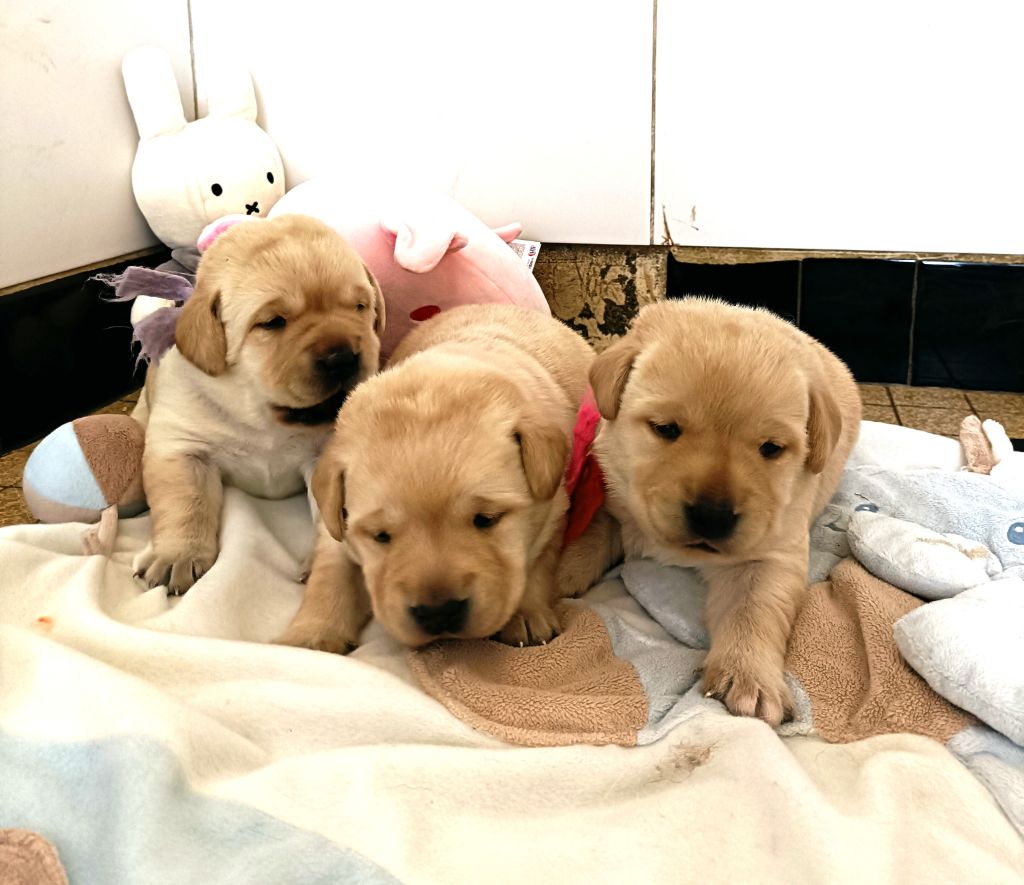 du pré de l'égvonne - Labrador Retriever - Portée née le 26/04/2025