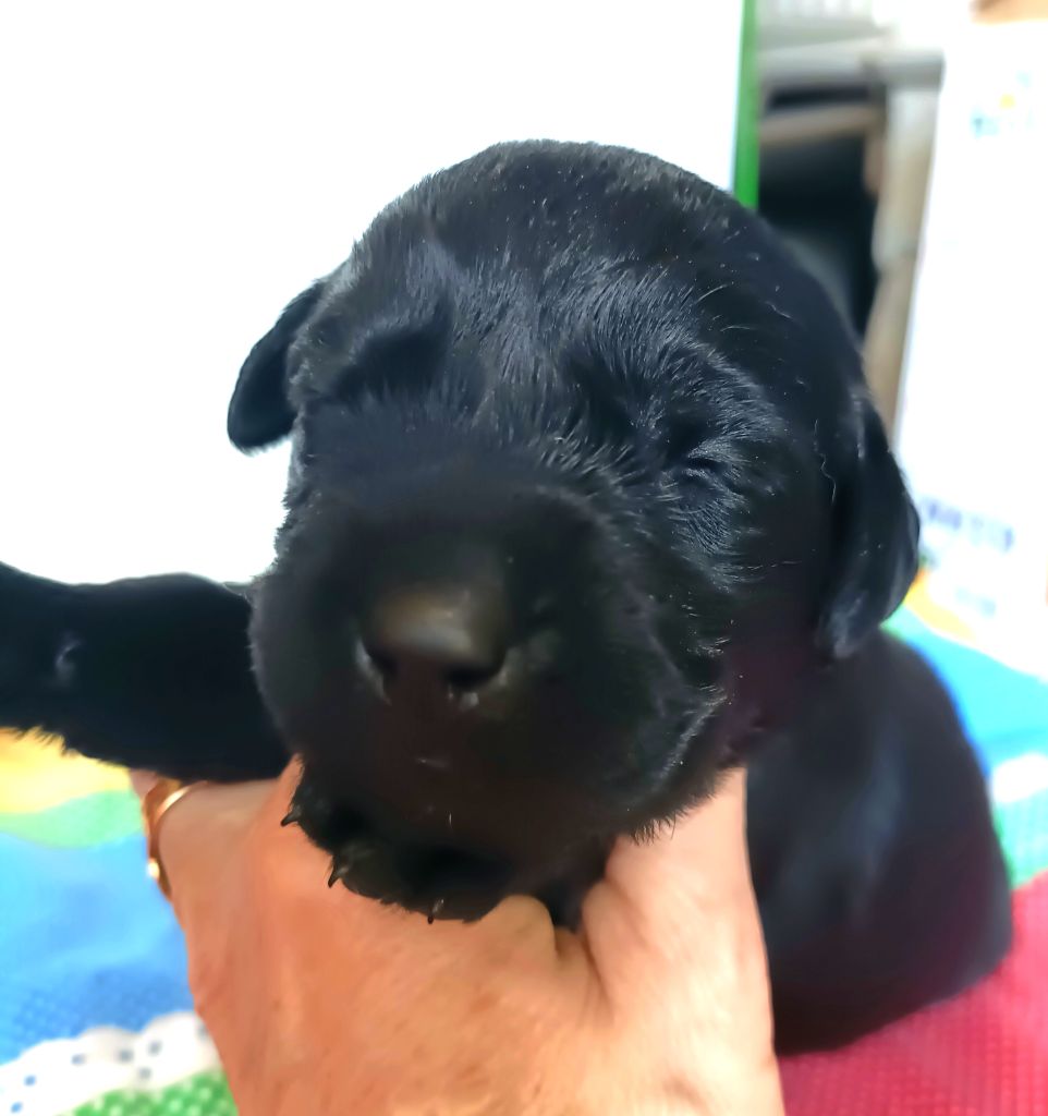 du pré de l'égvonne - Chiots disponibles - Labrador Retriever