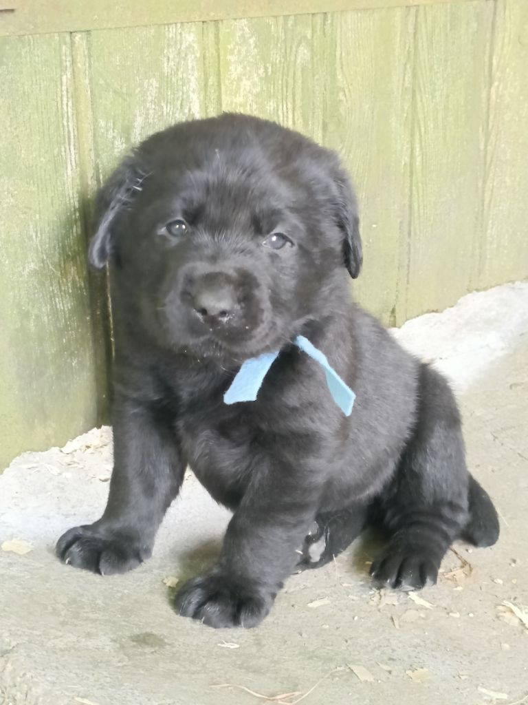 du pré de l'égvonne - Chiots disponibles - Labrador Retriever