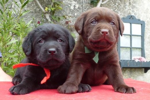 Chiot Labrador Retriever du pré de l'égvonne