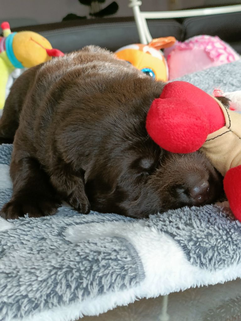 du pré de l'égvonne - Labrador Retriever - Portée née le 31/10/2025