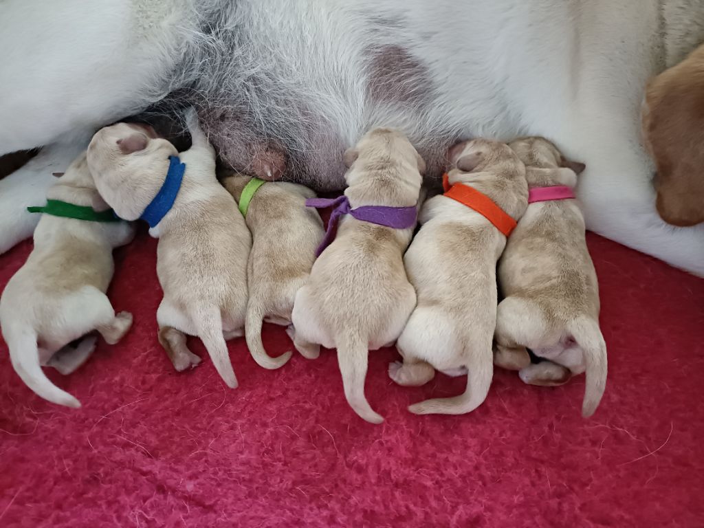 Chiot Labrador Retriever du pré de l'égvonne