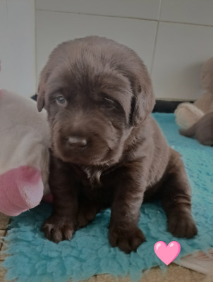 Femelle collier rose