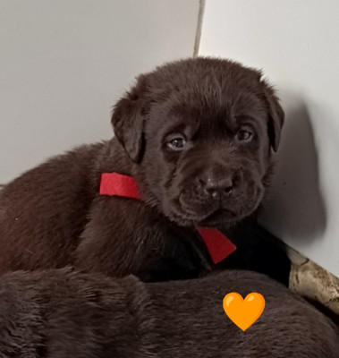 Femelle collier orange