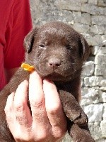 Male chocolat collier orange