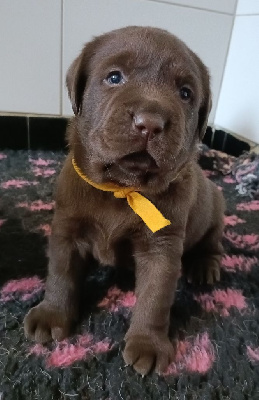 Mâle chocolat collier jaune 