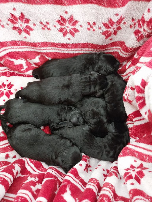 CHIOT