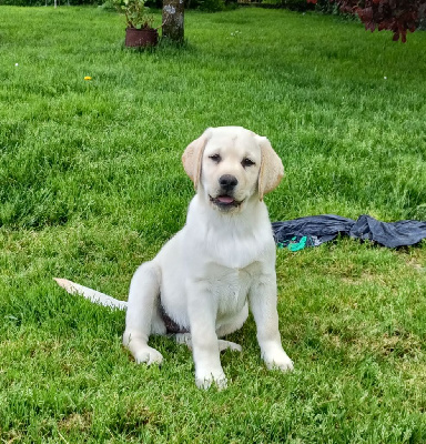 FEMELLE SABLE COLLIER ORANGE
