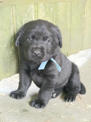 MALE COLLIER BLEU CLAIR