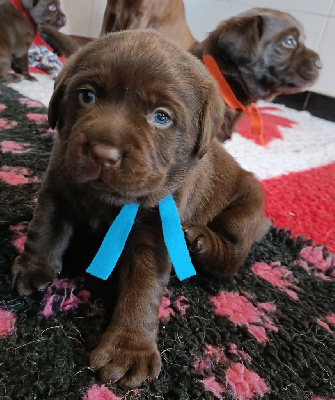 Mâle chocolat collier bleu 
