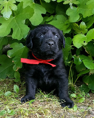 Male collier rouge