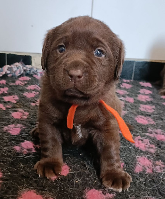Mâle chocolat collier orange 