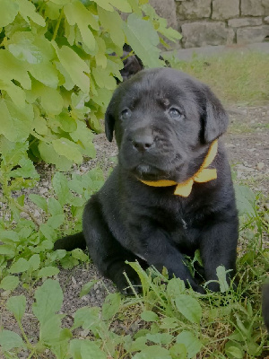 Male collier jaune
