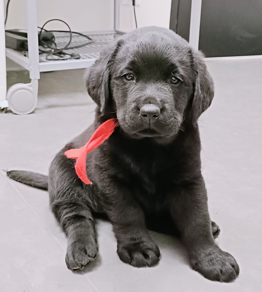 Chiot Labrador Retriever du pré de l'égvonne