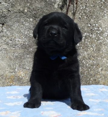 Chiot Labrador Retriever du pré de l'égvonne