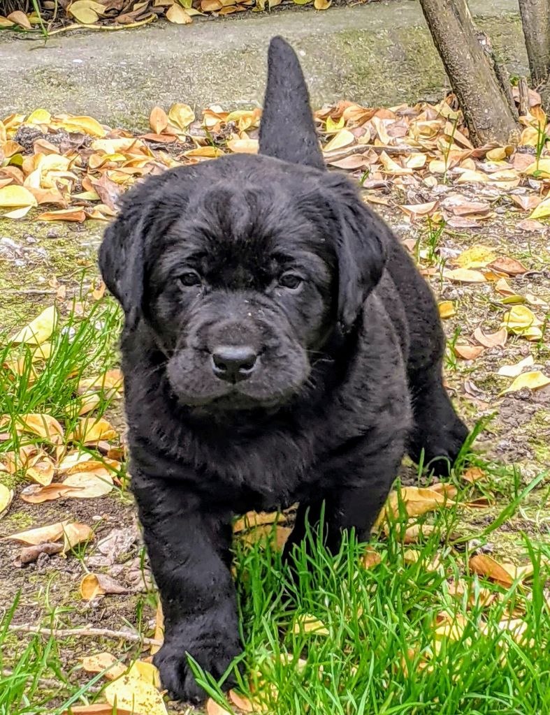 Chiot Labrador Retriever du pré de l'égvonne