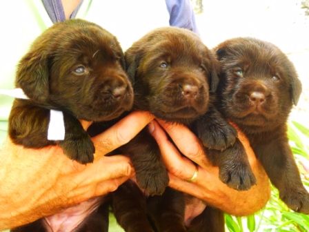 Chiot Labrador Retriever du pré de l'égvonne