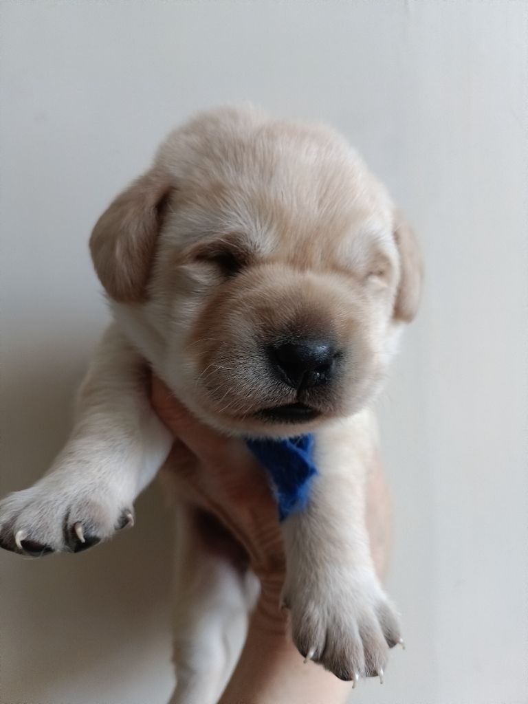 du pré de l'égvonne - Labrador Retriever - Portée née le 26/04/2025