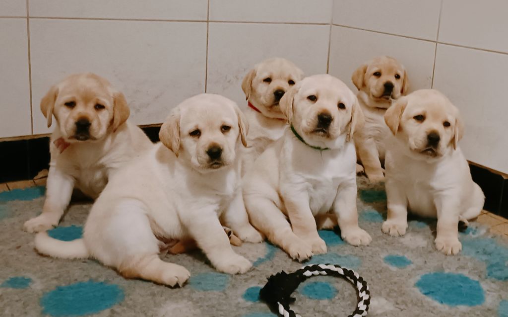 Chiot Labrador Retriever du pré de l'égvonne